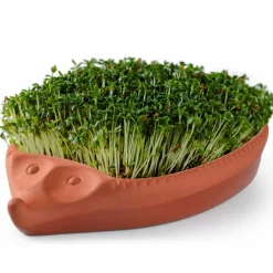 Odlingskotte krasse