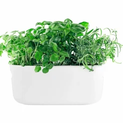 Självvattnande Herb Organiser Vit